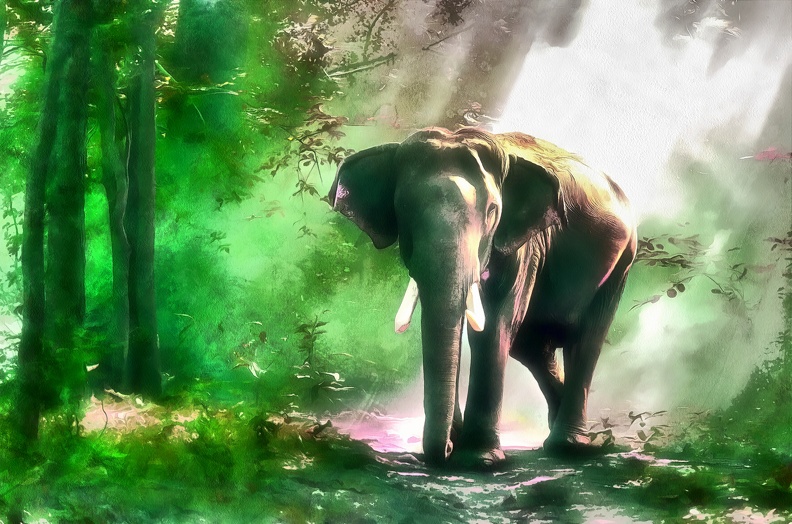 elephant_HDR.jpg