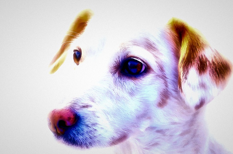 puppy_HDR.jpg