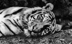Tiger HDR