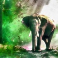 elephant HDR