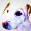 puppy_HDR.jpg