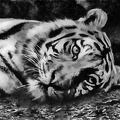 Tiger HDR